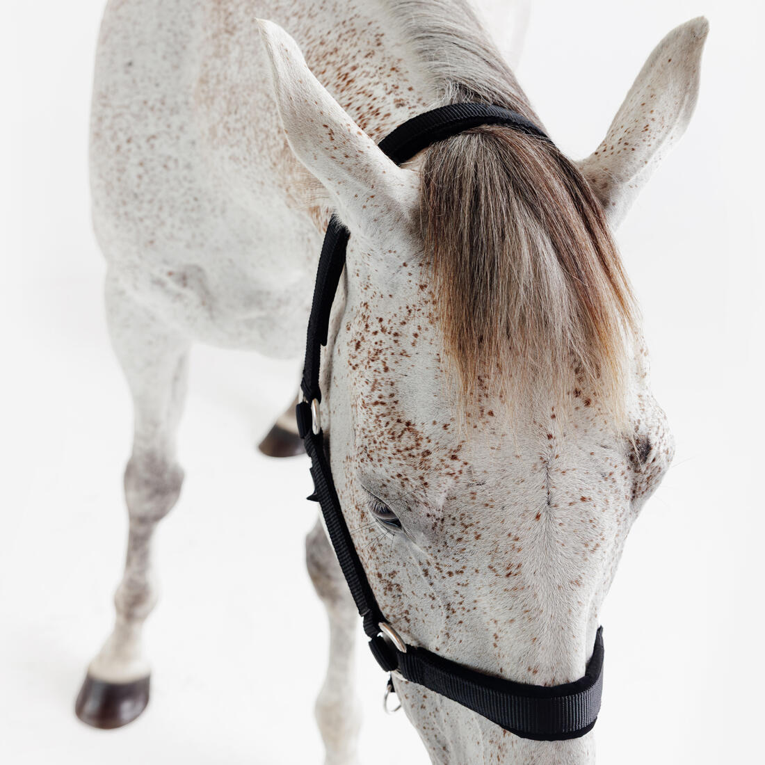 Licol équitation nubuck cheval