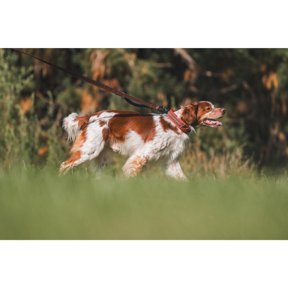 LAISSE CHIEN OUTDOOR 500