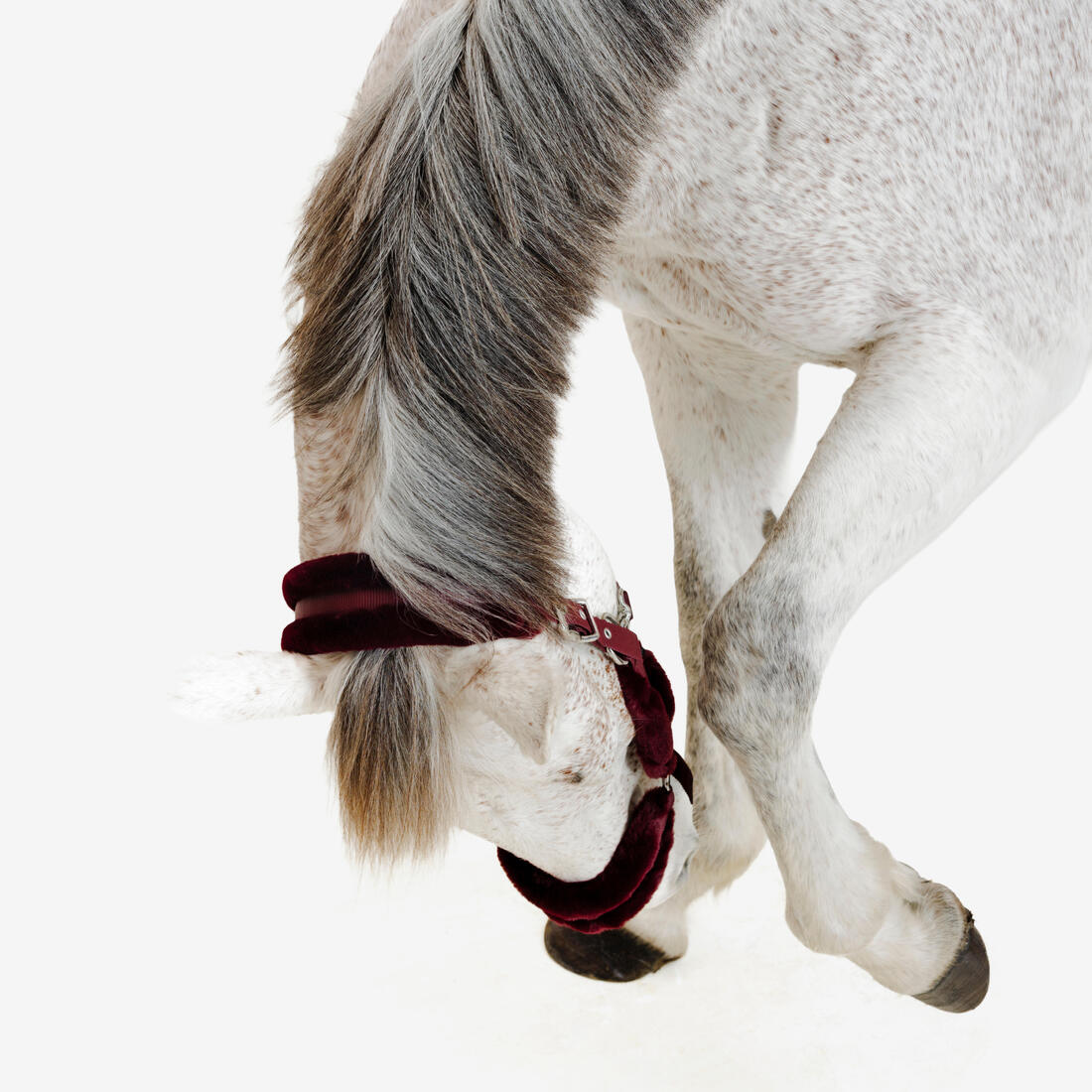Licol équitation Poney - Confort Bleu noir / Rose cardinal