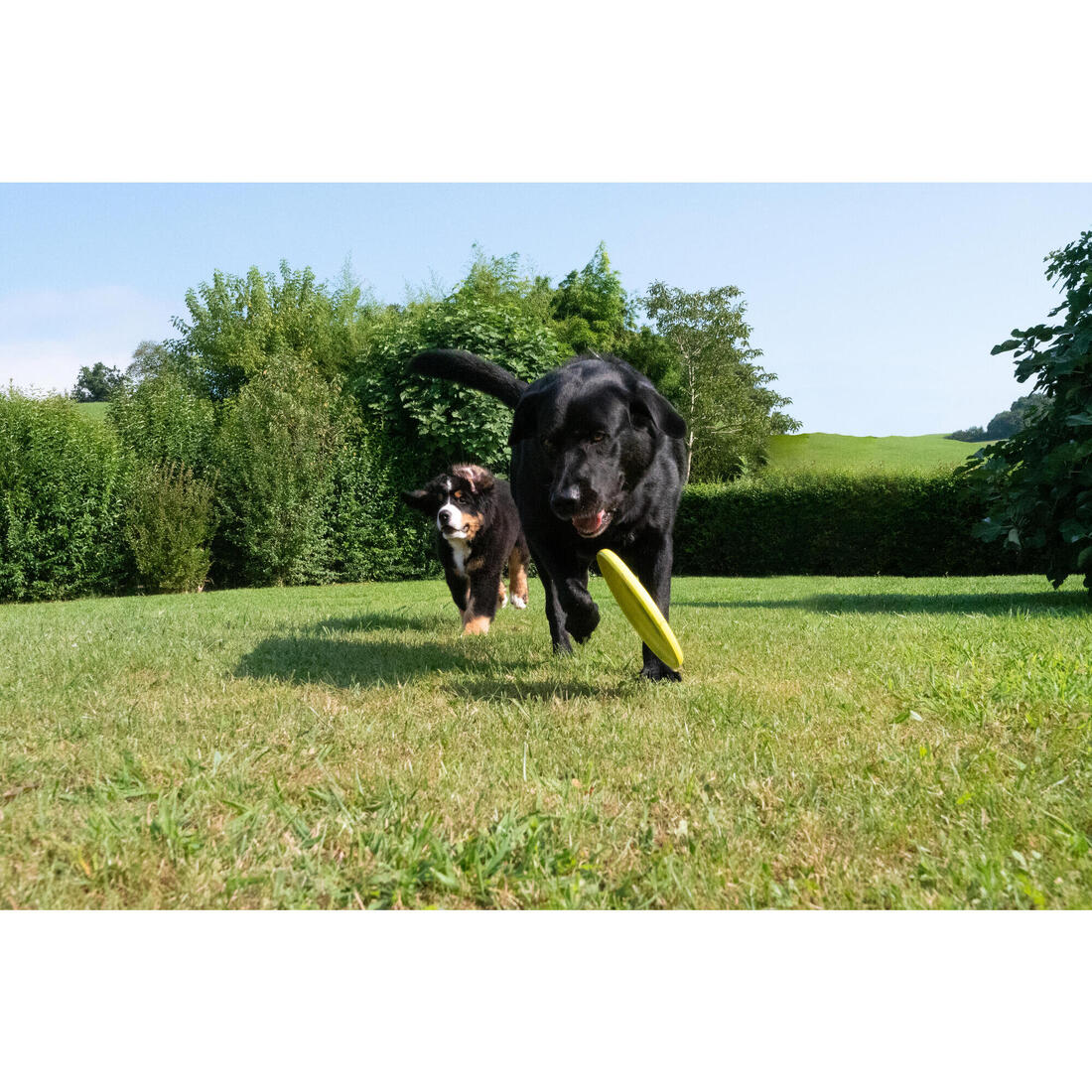 Frisbee pour chien jaune