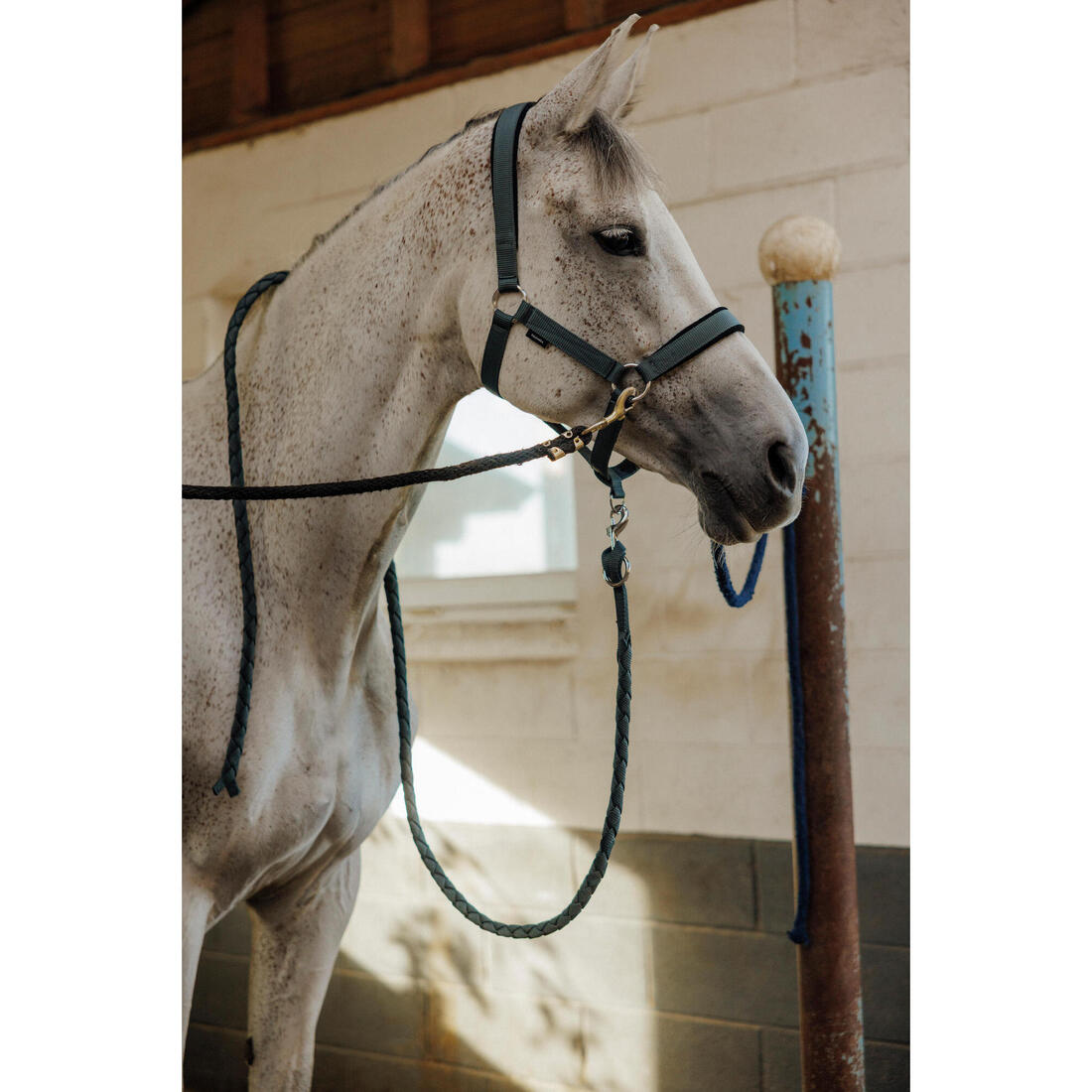 Kit licol et longe cheval en nubuck