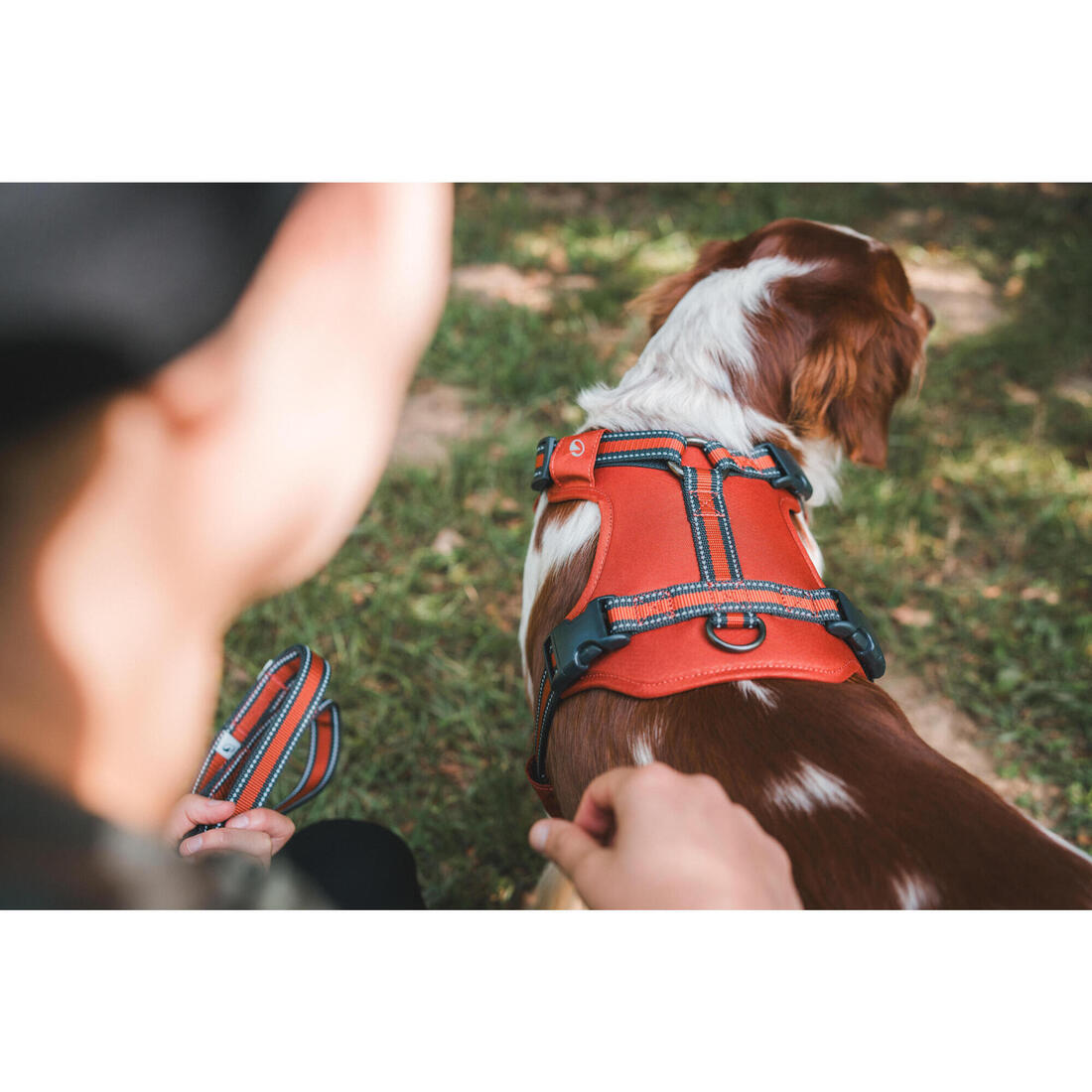 Harnais chien outdoor 500