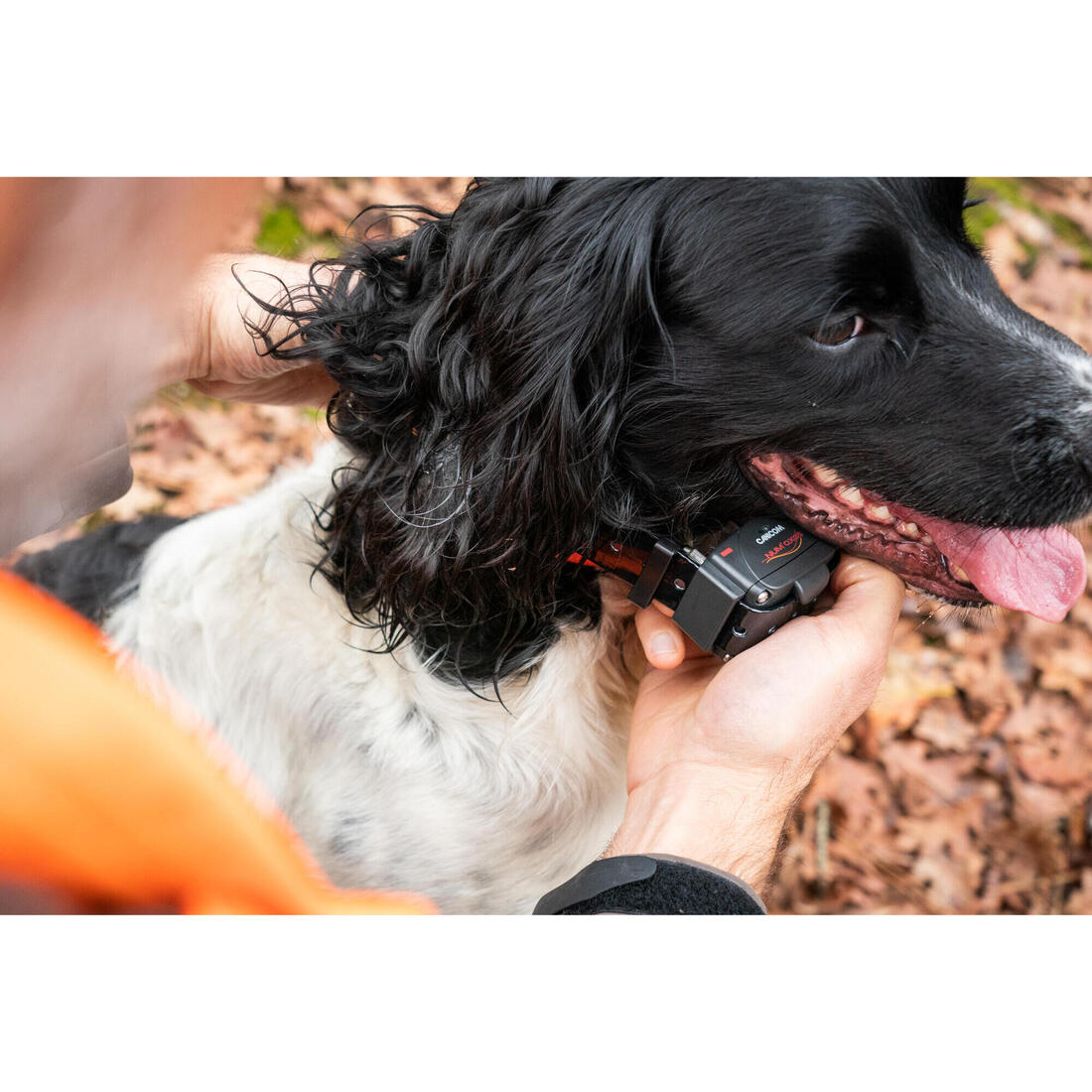 Pack collier + télécommande de dressage pour chien Num'axes Canicom 300