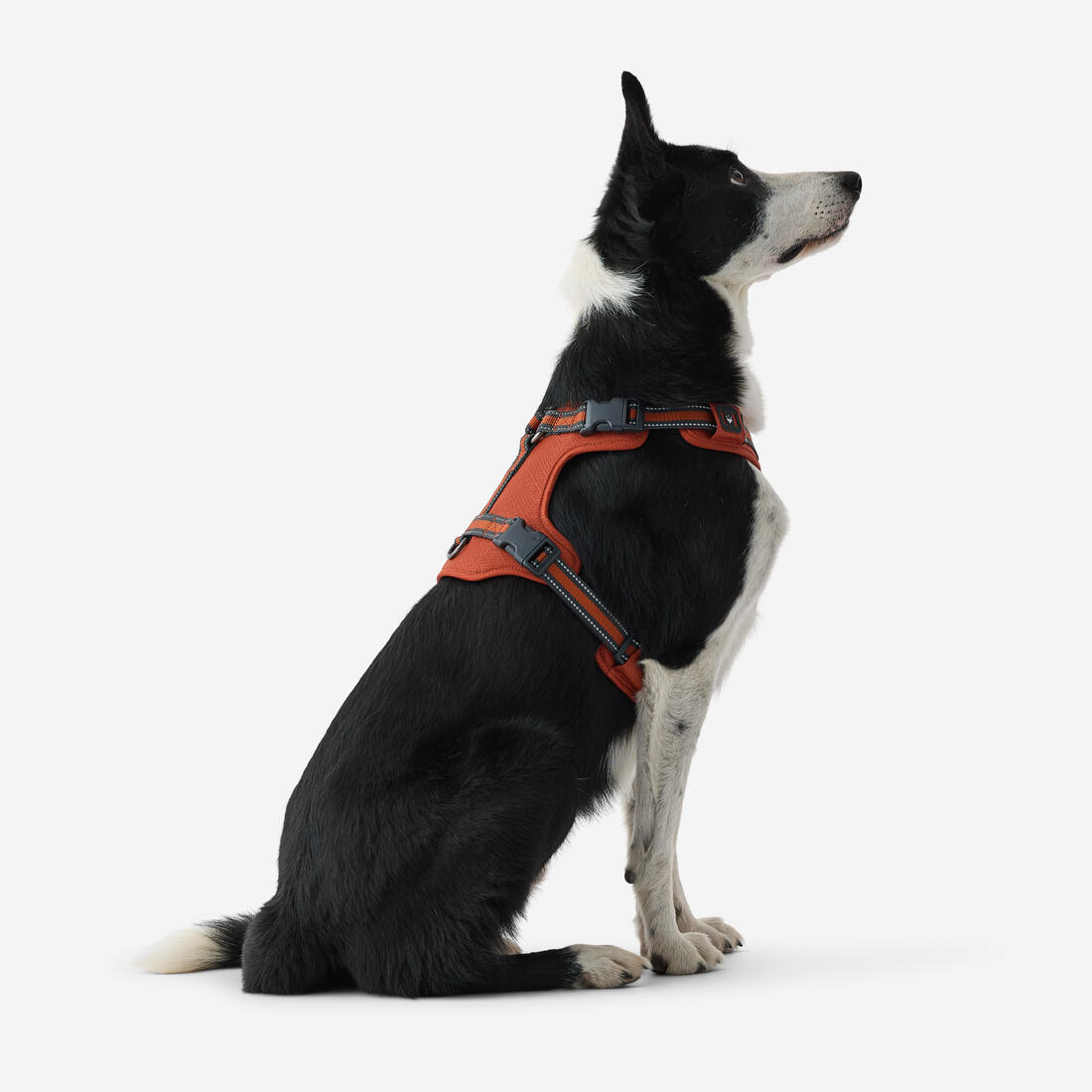 Harnais chien outdoor 500
