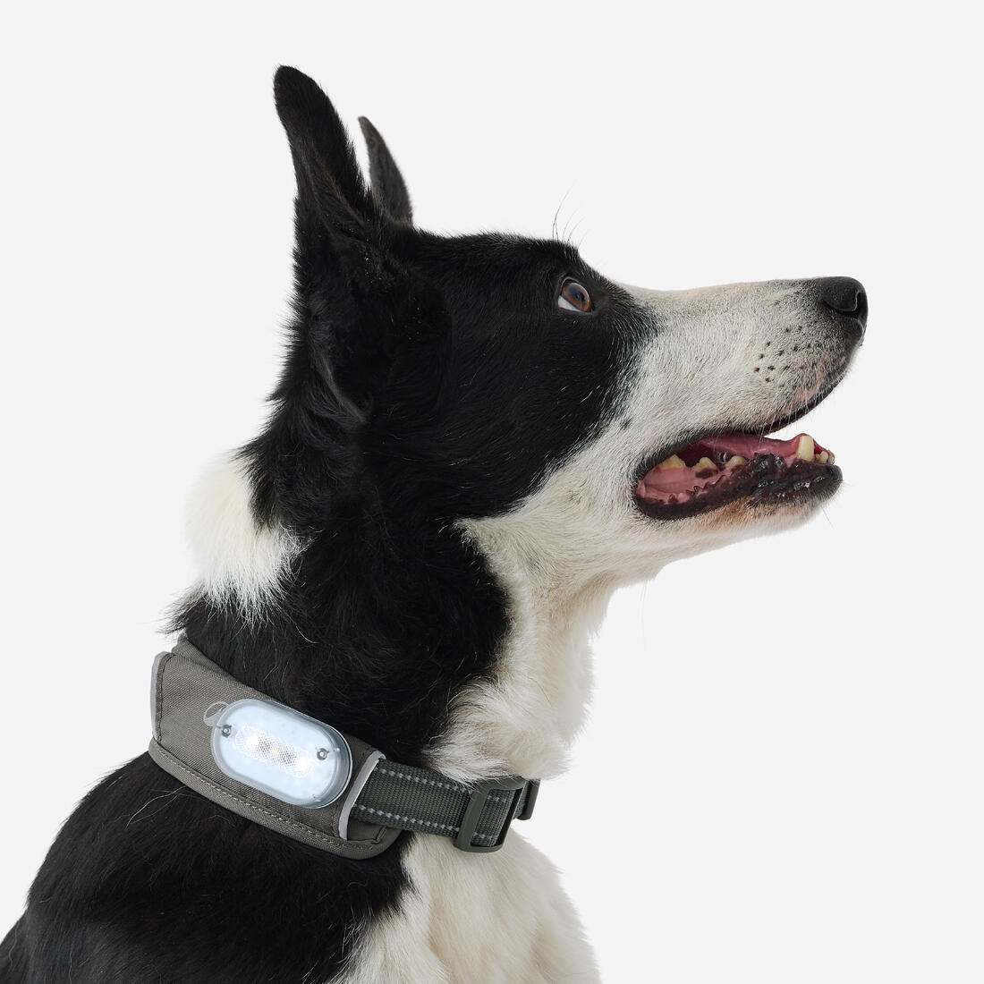 COLLIER CHIEN OUTDOOR 500