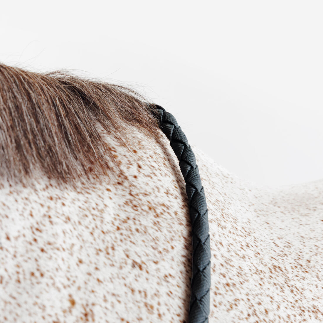 Kit licol et longe cheval en nubuck