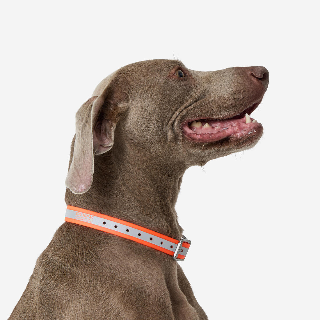 Collier réfléchissant pour chien 500 jaune fluo