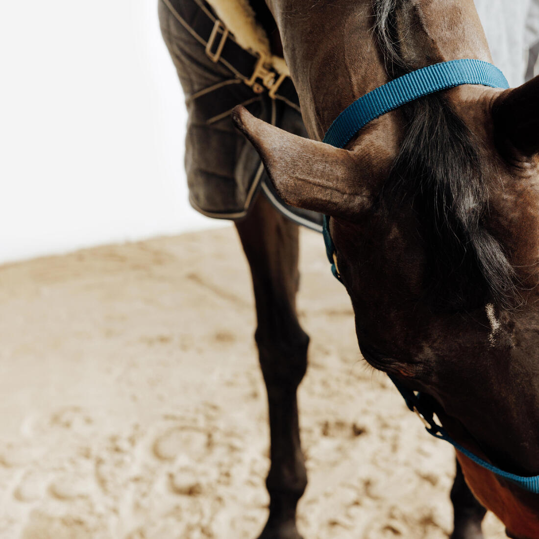 Licol équitation cheval et poney SCHOOLING