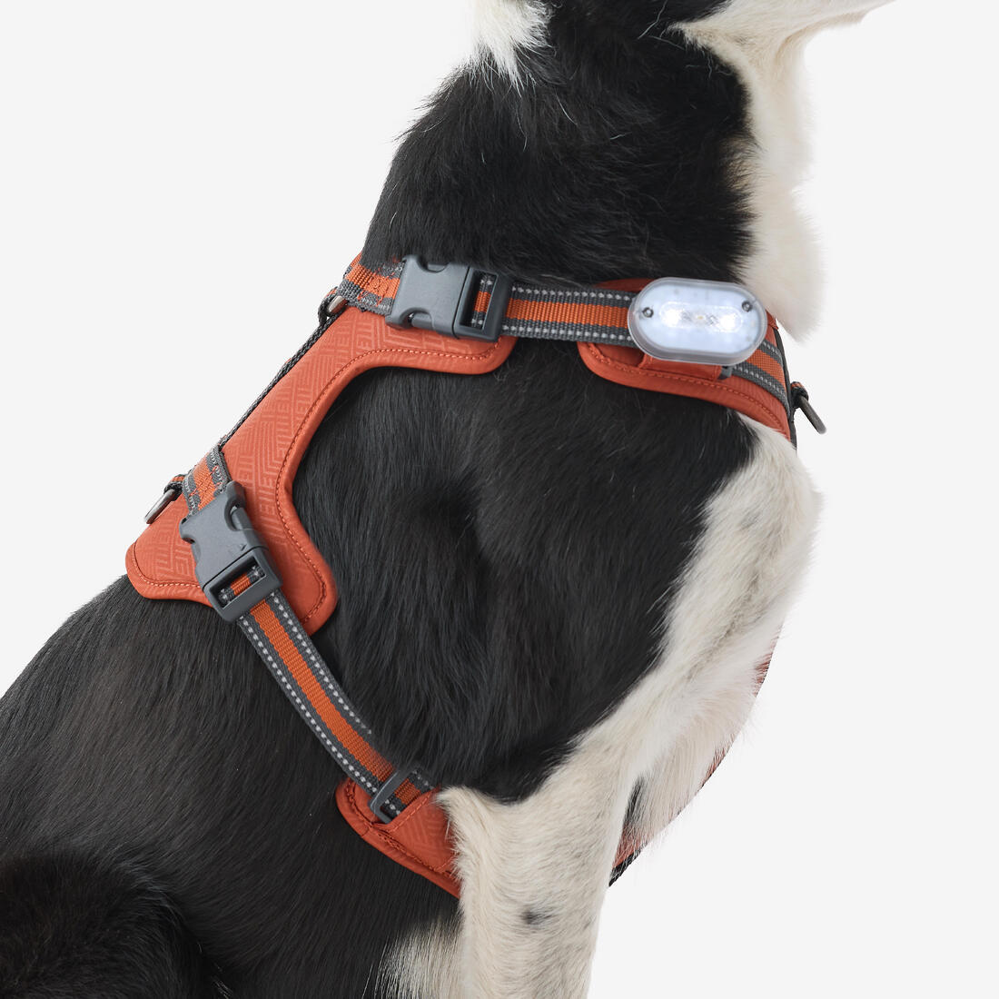 Harnais chien outdoor 500