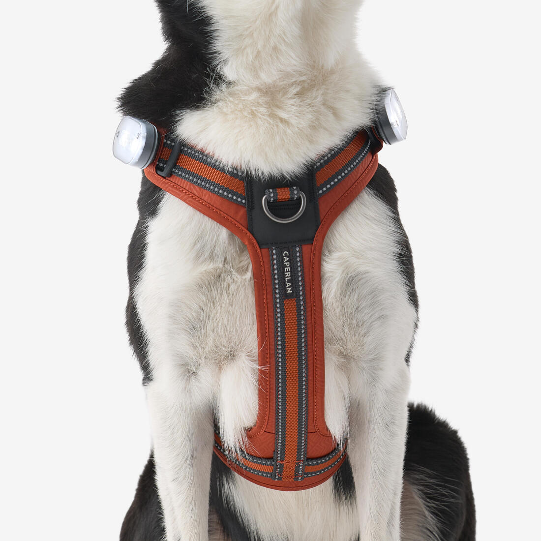 Harnais chien outdoor 500