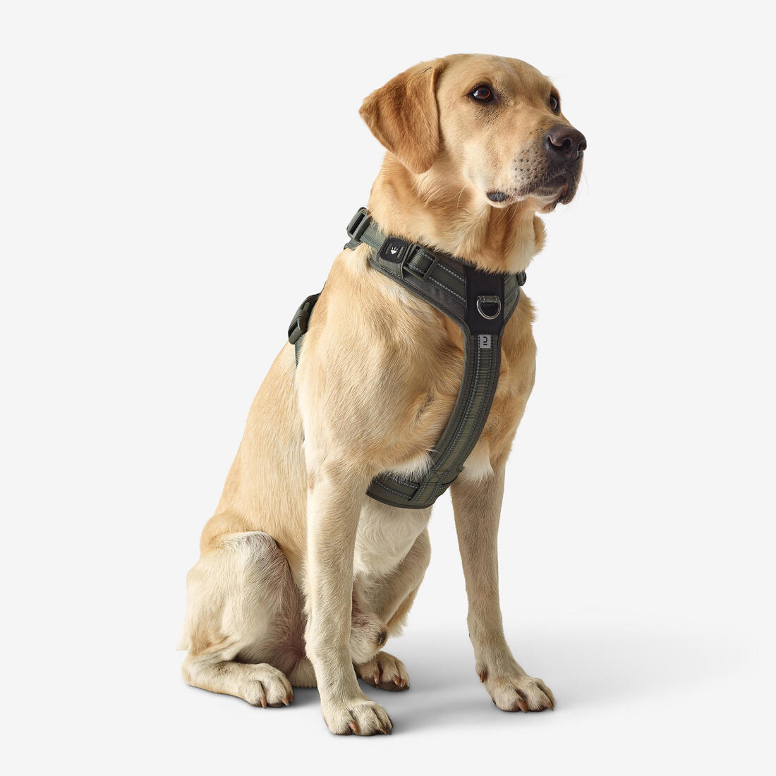 Harnais chien outdoor 500