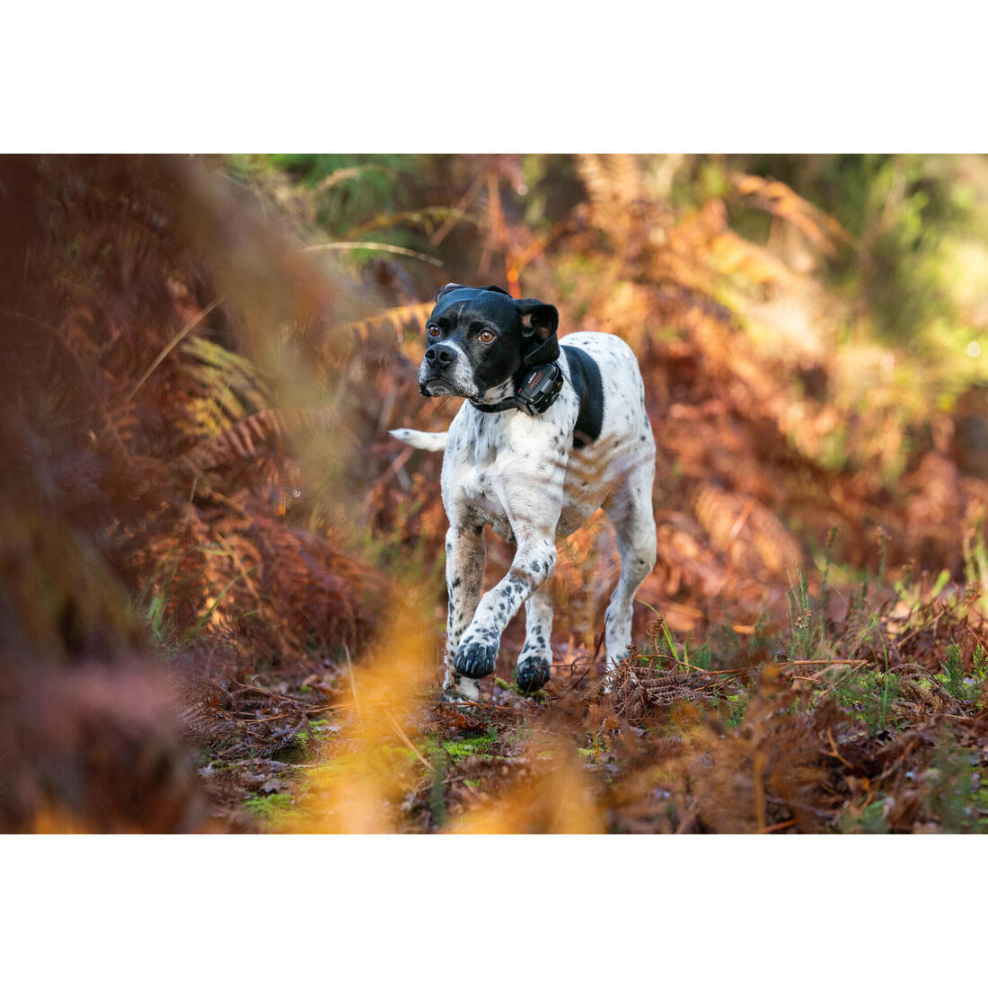 PACK COLLIER + TÉLÉCOMMANDE DE DRESSAGE POUR CHIEN NUM'AXES CANICOM 1500