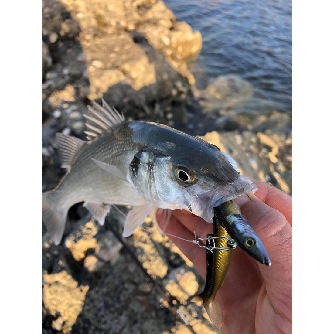 Tête plombée darting TP EELO 110 8gr aux leurres en mer