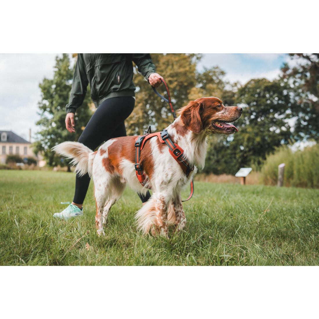Harnais chien outdoor 500