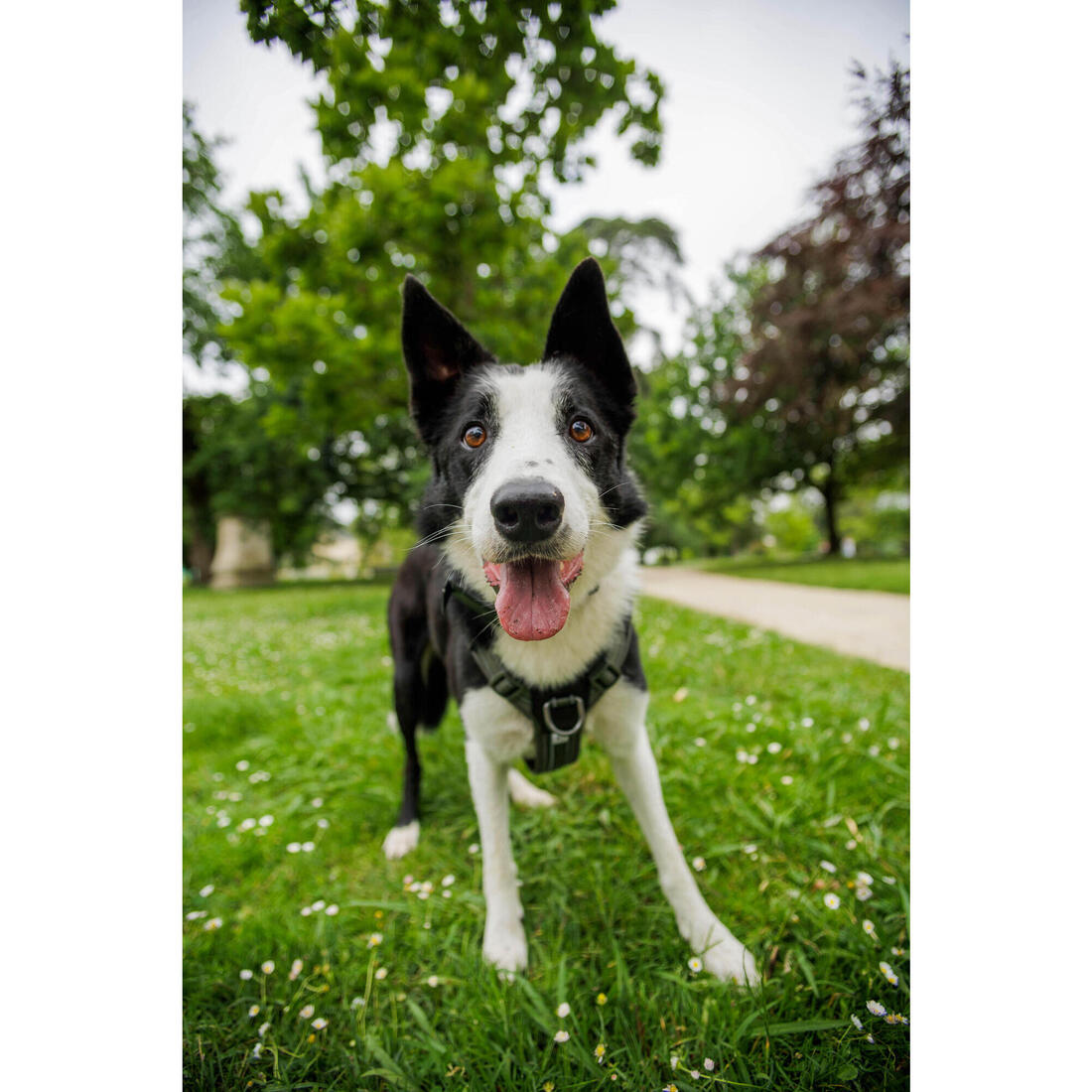 Harnais chien outdoor 500