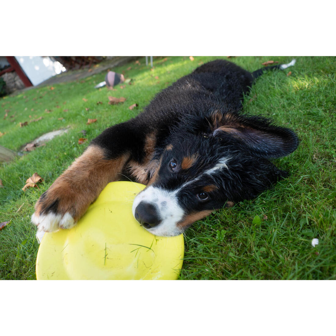 Frisbee pour chien jaune