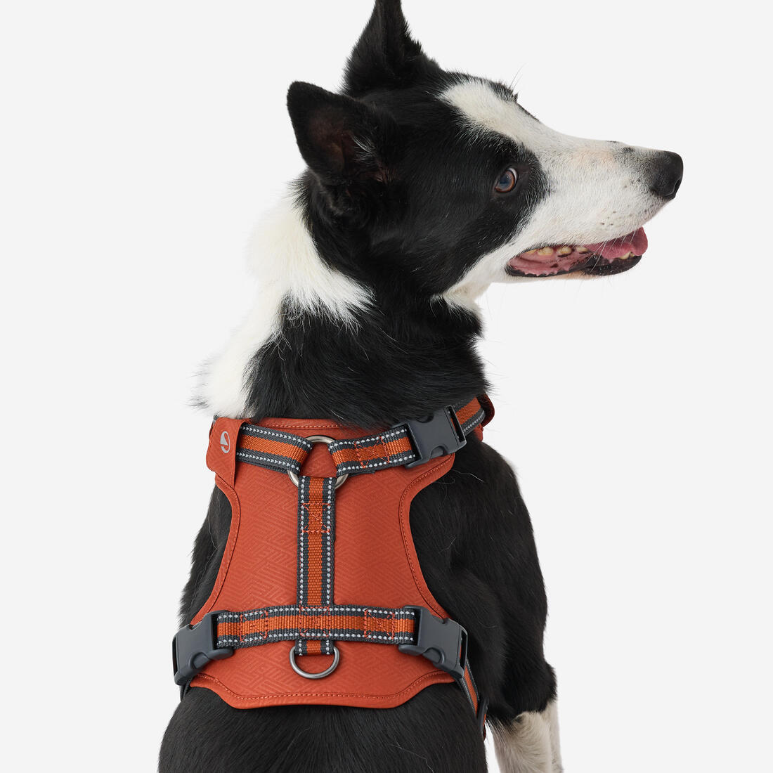 Harnais chien outdoor 500