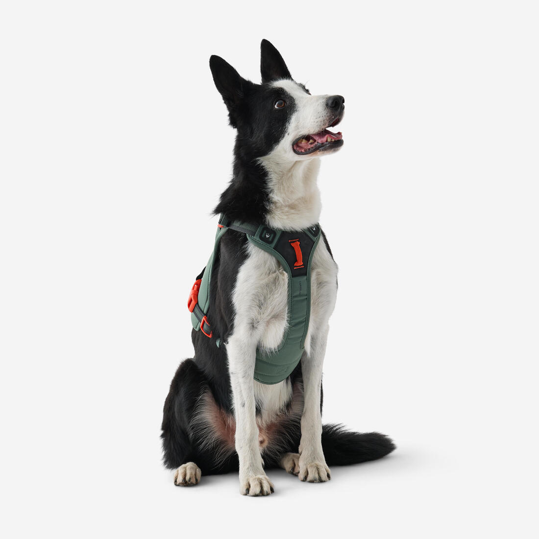 Harnais de randonnée avec sac à dos pour chien