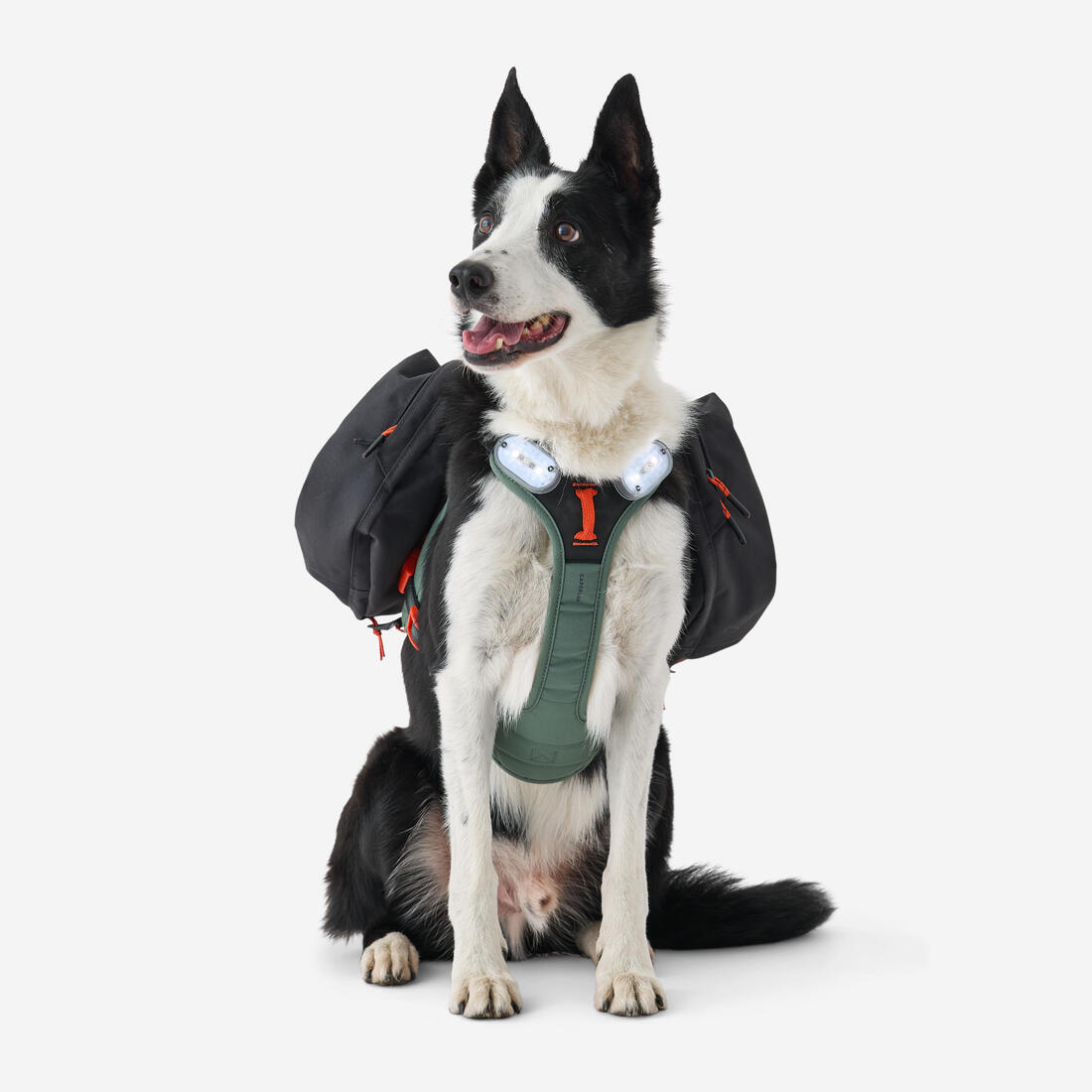 Harnais de randonnée avec sac à dos pour chien