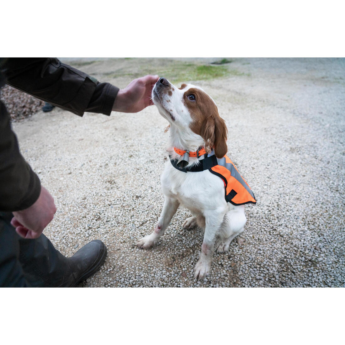 GILET CHIEN CHASSE 100