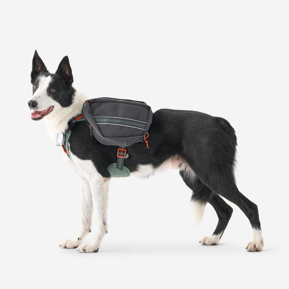 Harnais de randonnée avec sac à dos pour chien