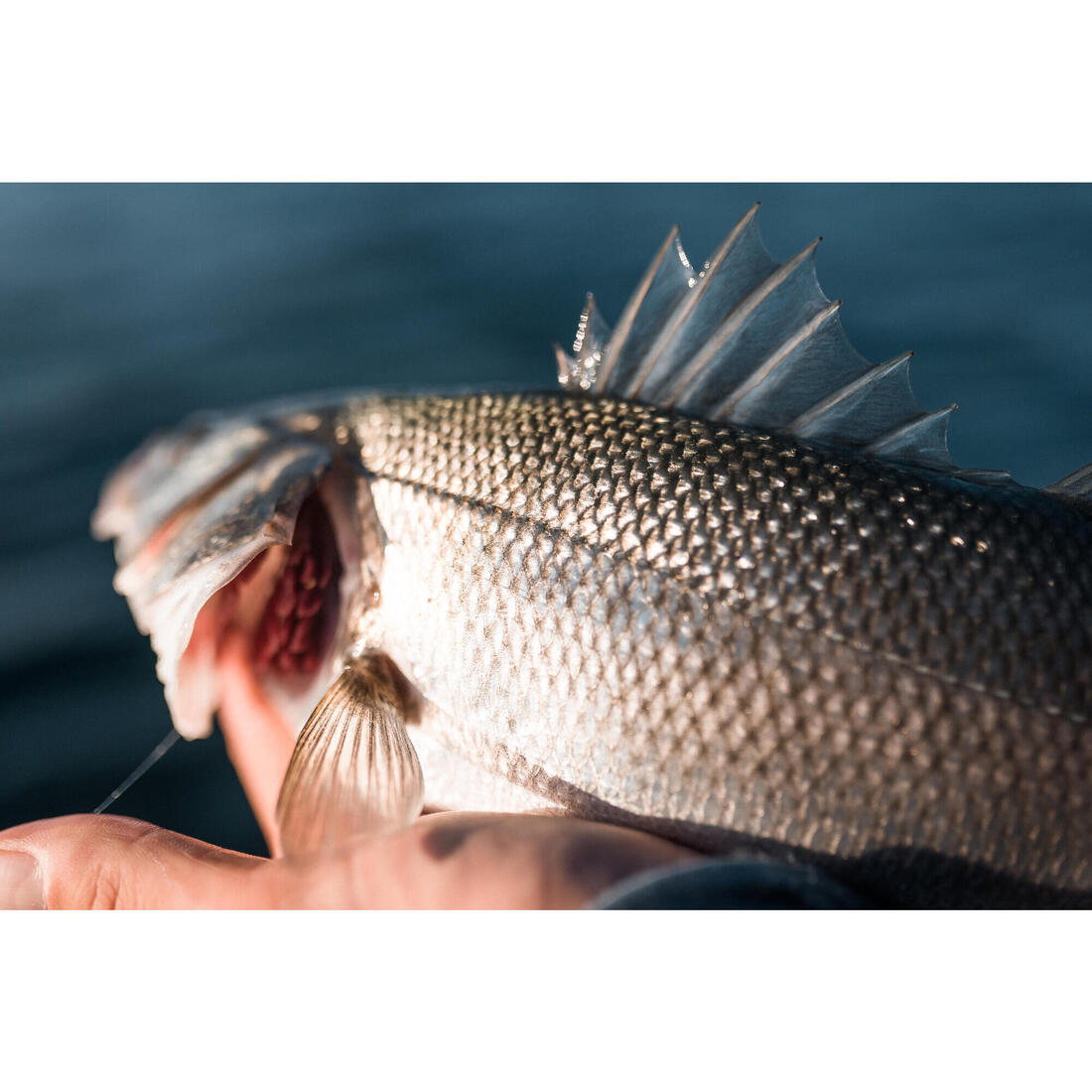 COMBO leurres souples shad lançon EELO 150 18gr FLASHY
