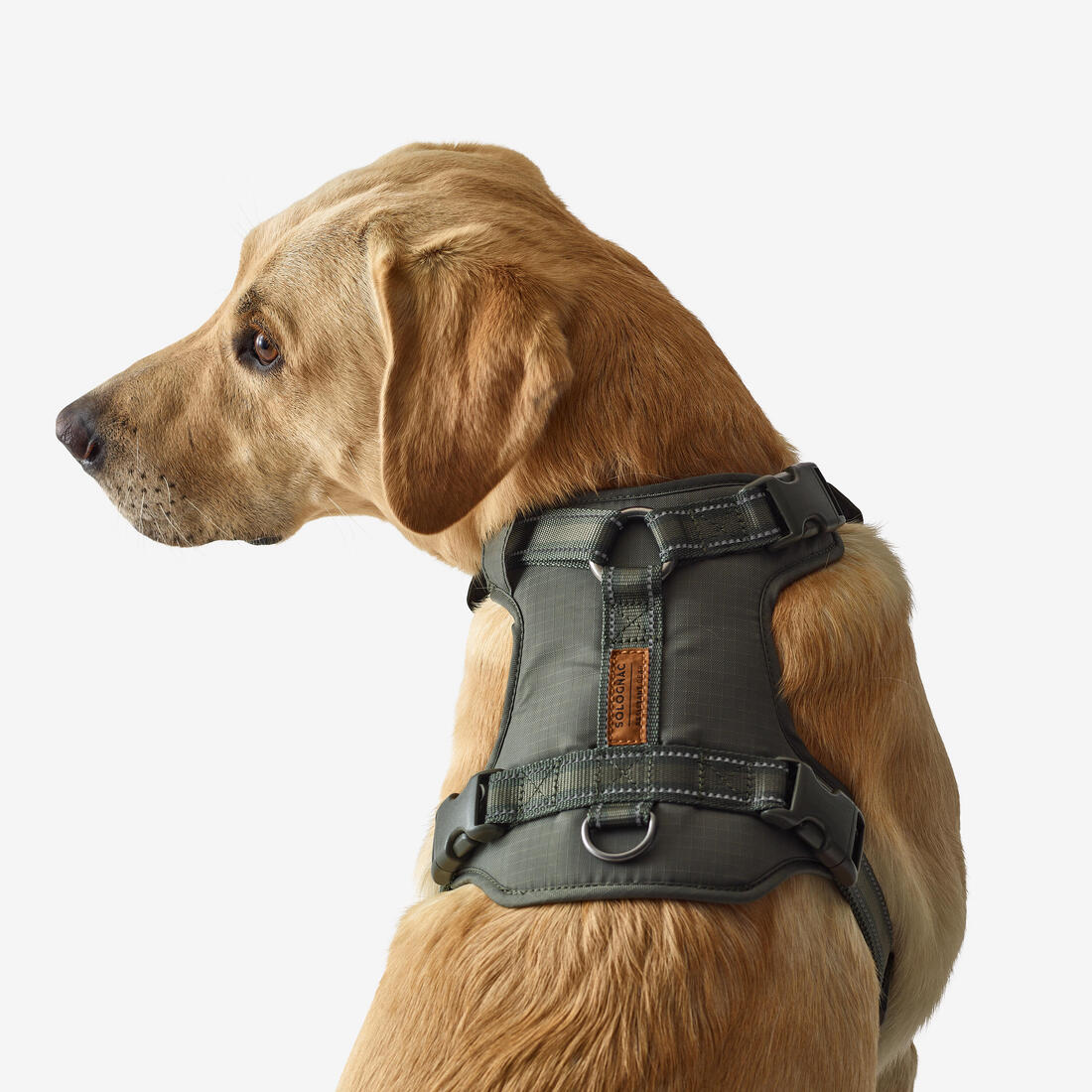 Harnais chien outdoor 500