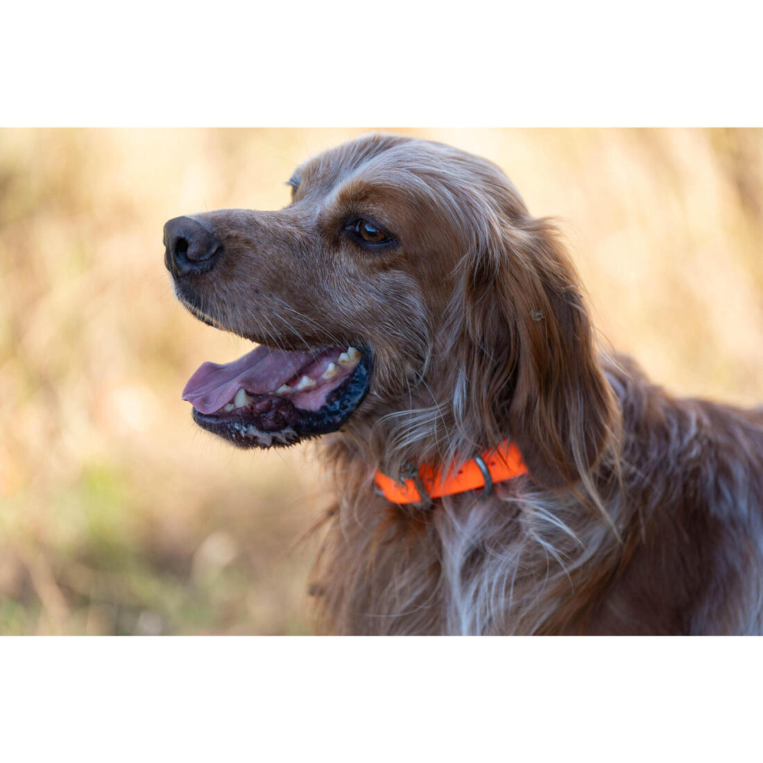 Collier chien Orange 900