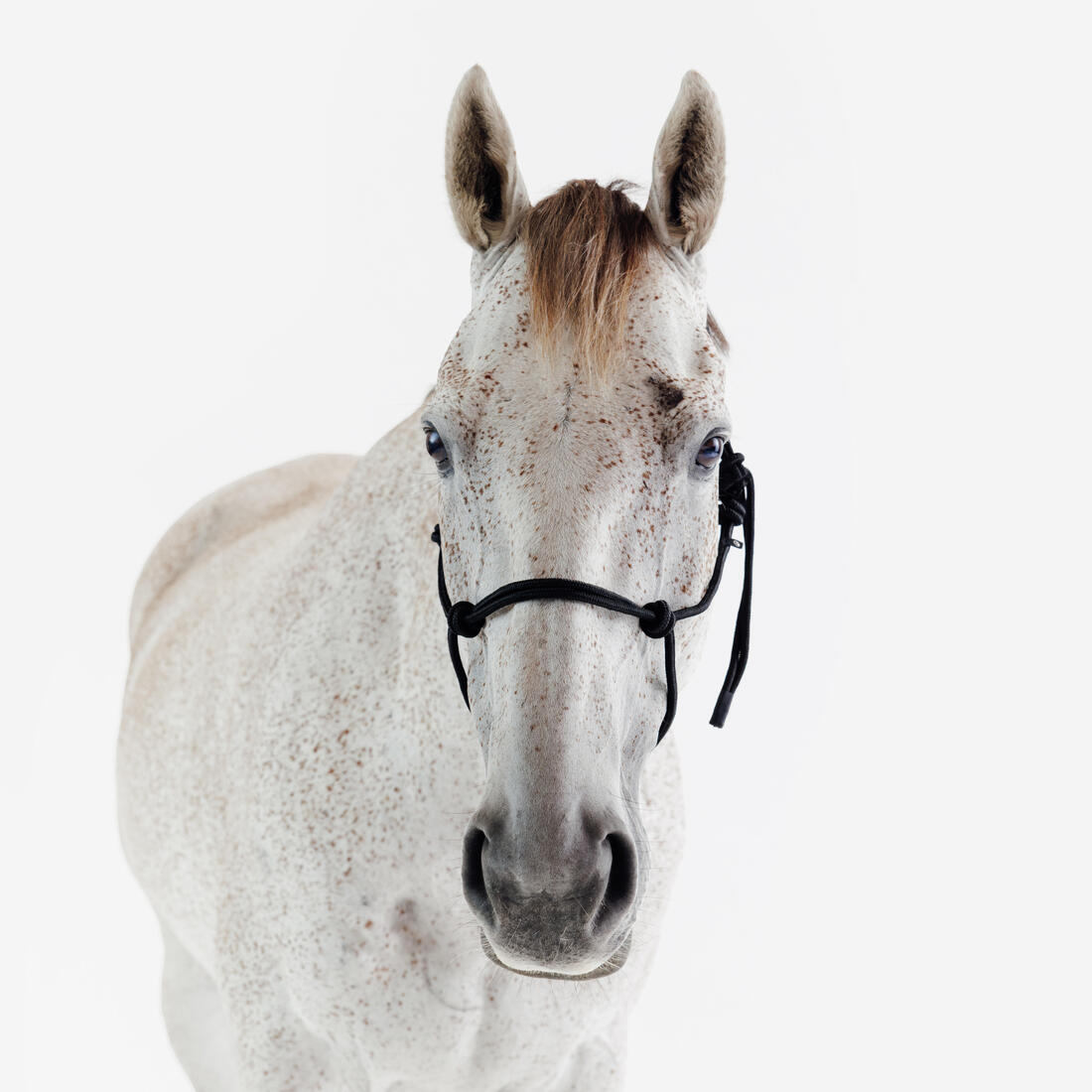 Licol équitation éthologique cheval et poney - noir