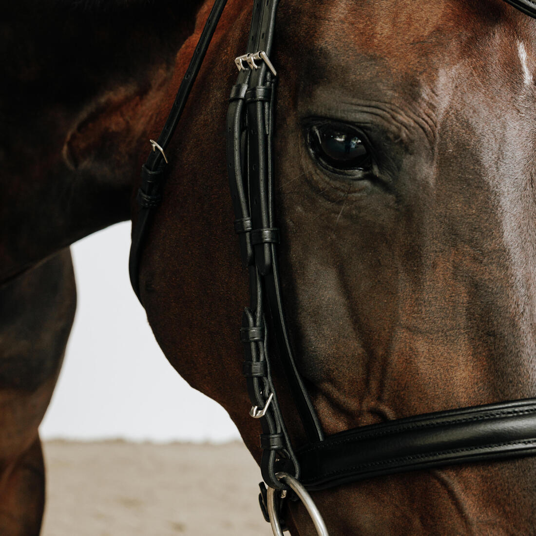 Filet équitation cuir muserolle française strass cheval et poney - 580