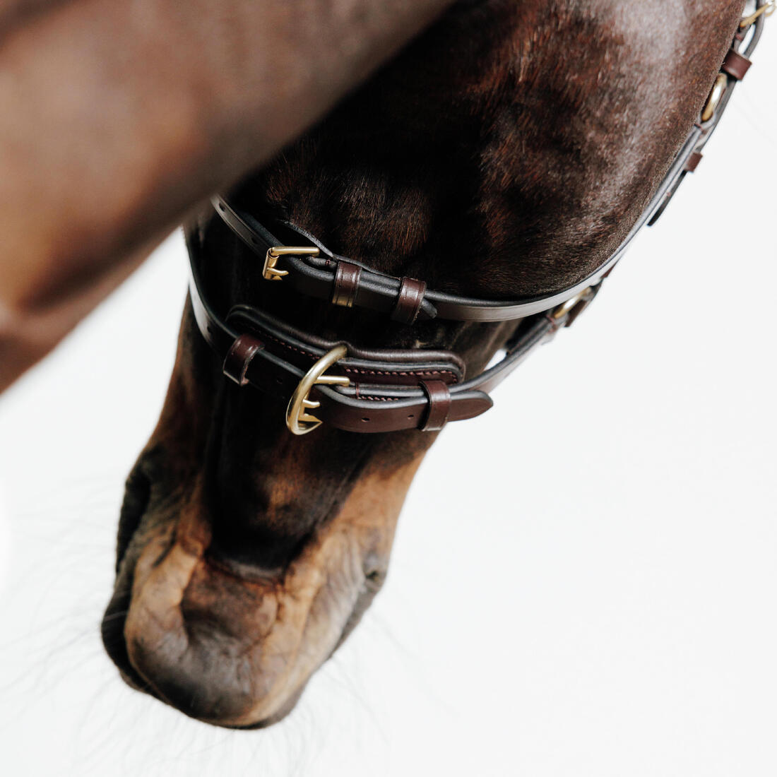 Filet sans mors équitation cheval et poney