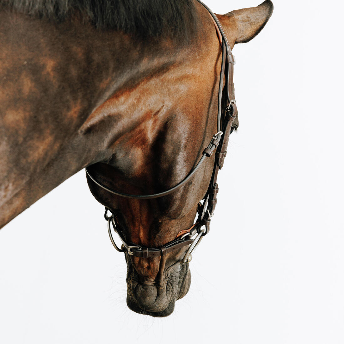 Filet équitation cuir muserolle française surpiqué cheval et poney - 580