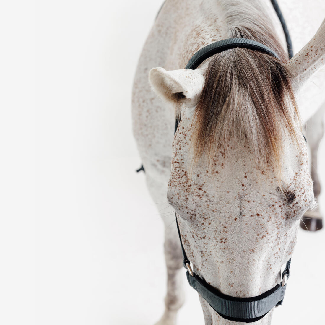 Kit licol et longe cheval en nubuck