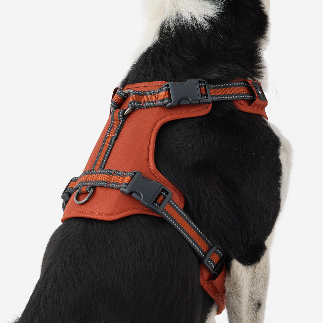 Harnais chien outdoor 500
