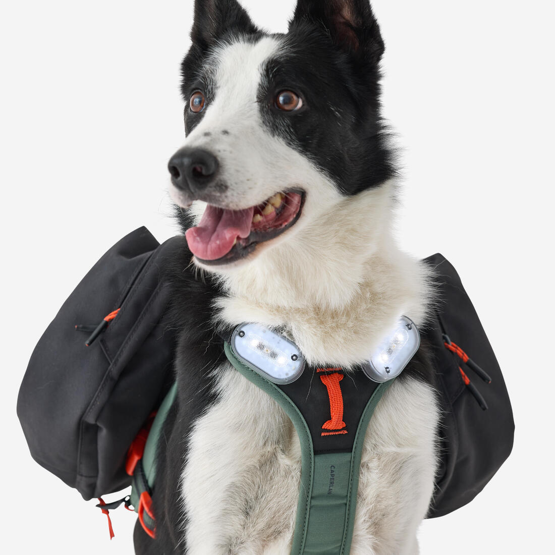 Harnais de randonnée avec sac à dos pour chien