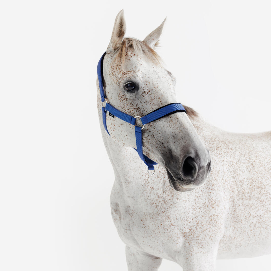 Licol équitation nubuck cheval
