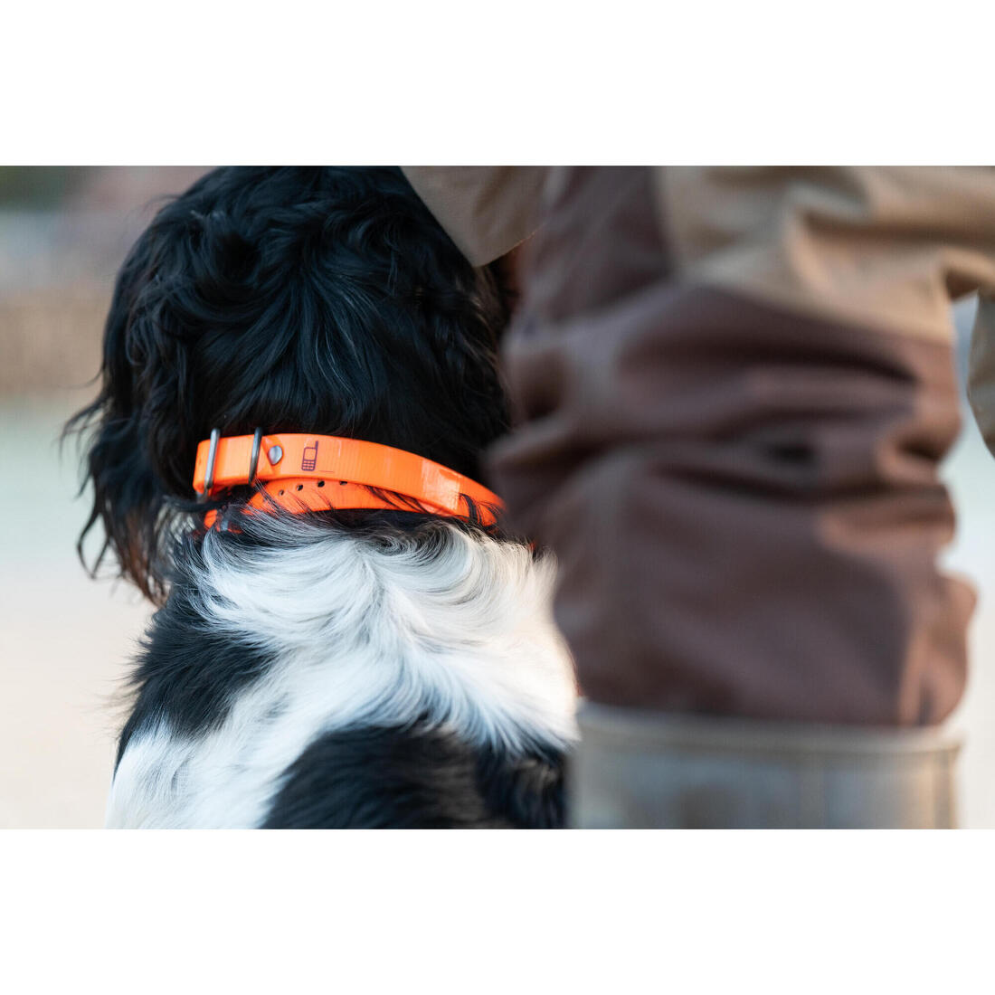 Collier chien Jaune fluo 500
