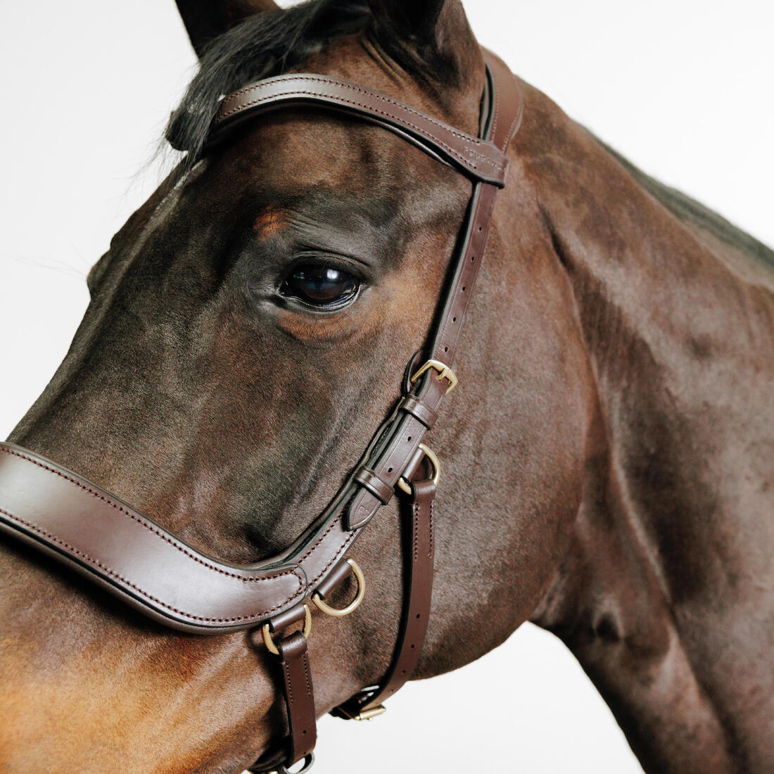 Filet sans mors équitation cheval et poney