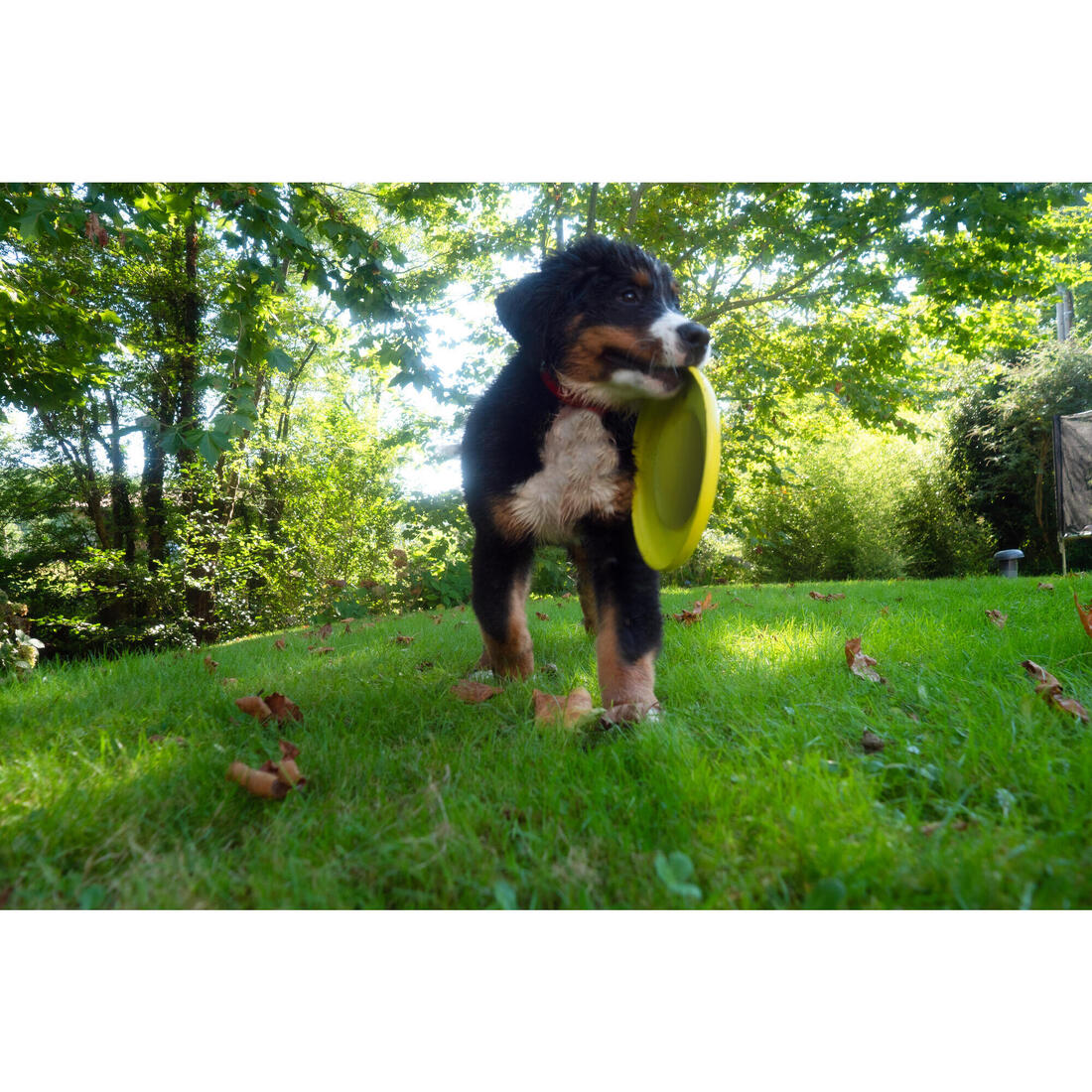 Frisbee pour chien jaune