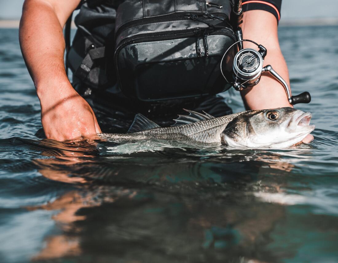 Poisson nageur SAXTON 75S au leurre en mer
