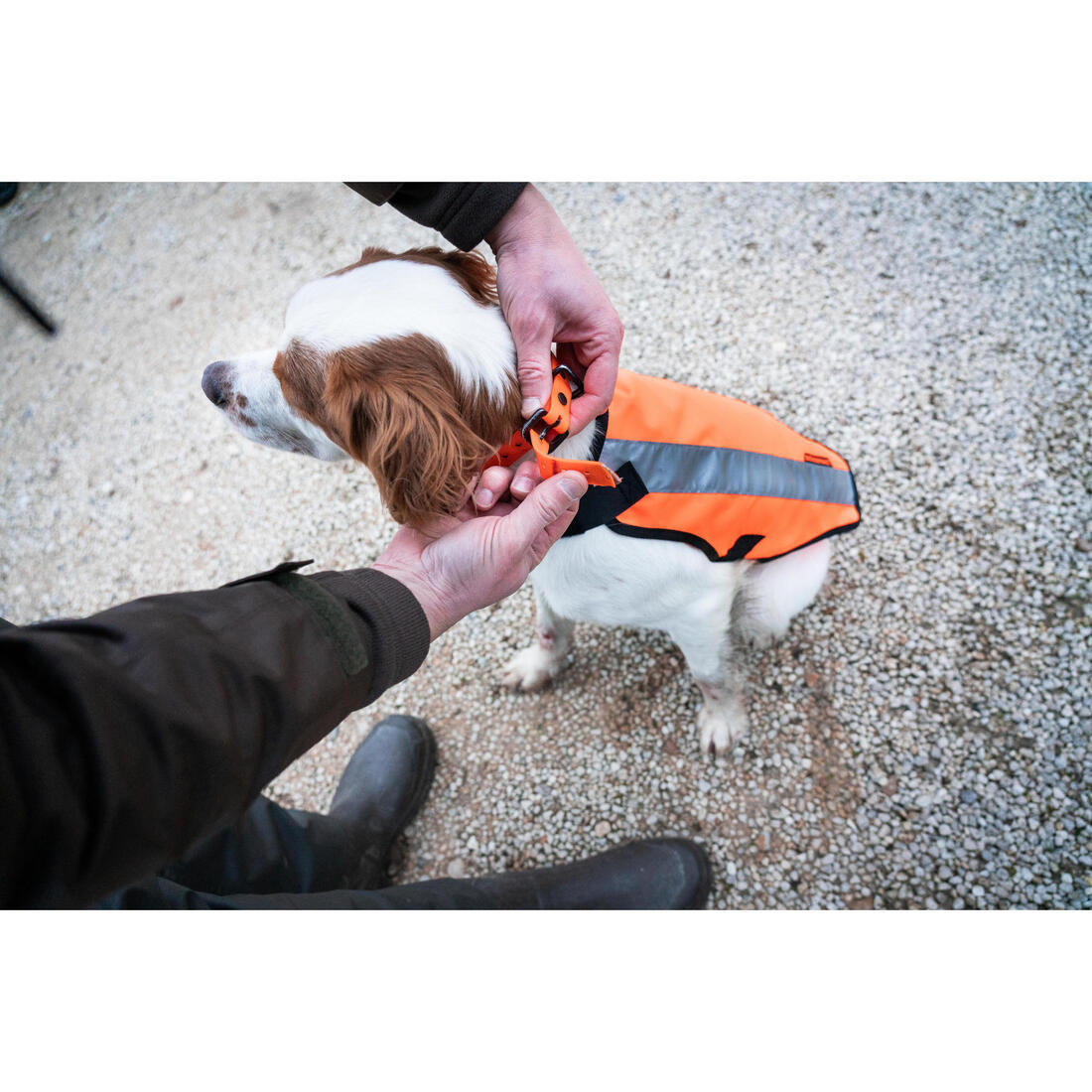 GILET CHIEN CHASSE 100