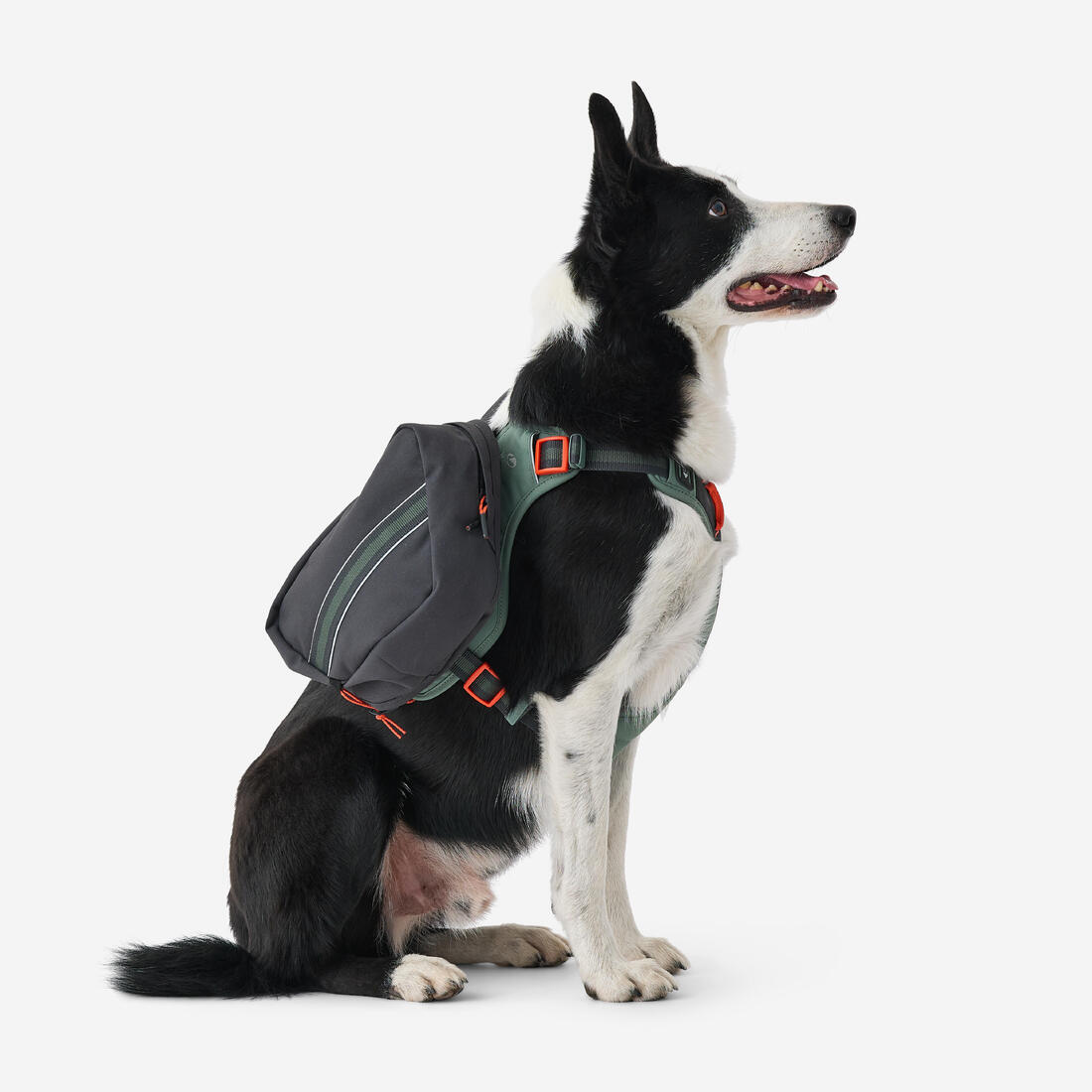 Harnais de randonnée avec sac à dos pour chien
