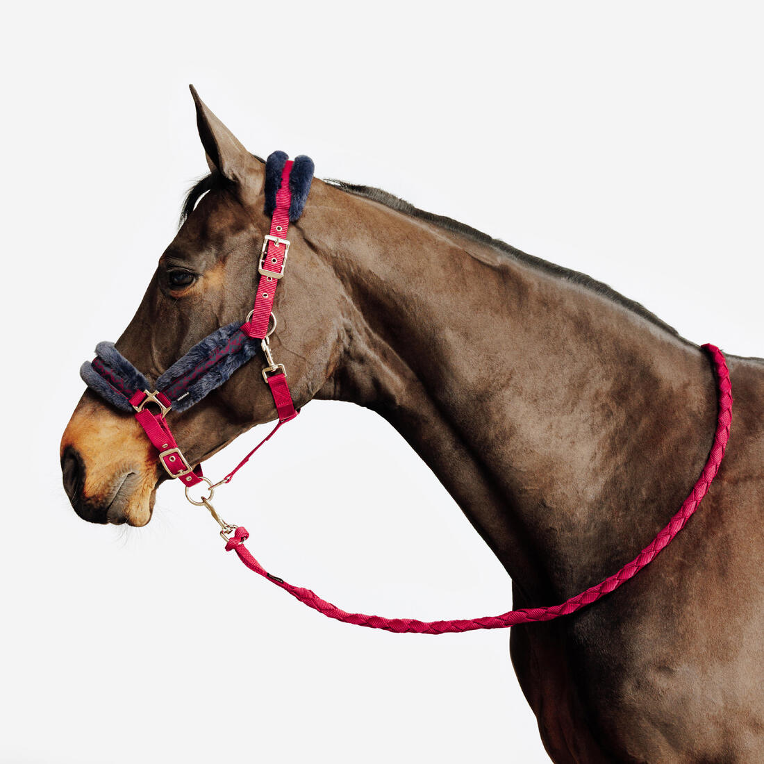 Kit licol et longe équitation Cheval et Poney - Confort rose et