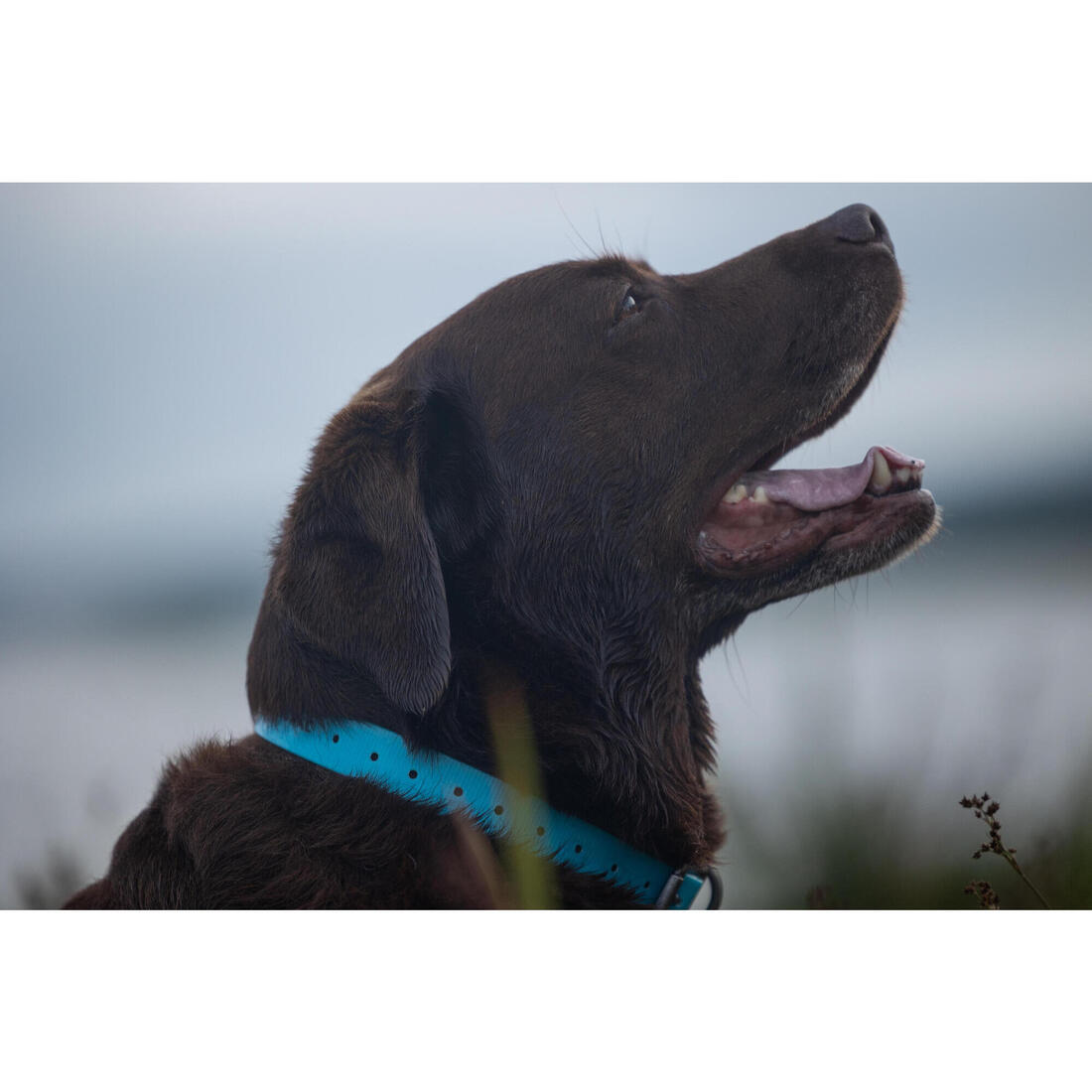 Collier chien Jaune fluo 500