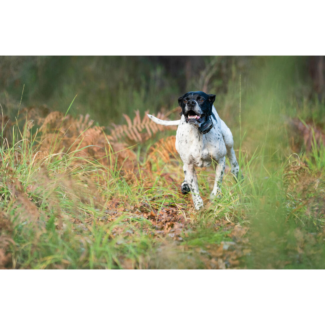 PACK COLLIER + TÉLÉCOMMANDE DE DRESSAGE POUR CHIEN NUM'AXES CANICOM 1500