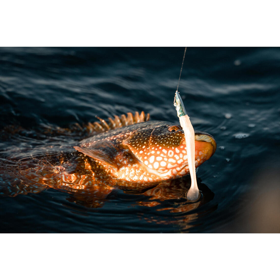 COMBO leurres souples shad lançon EELO 150 18gr FLASHY