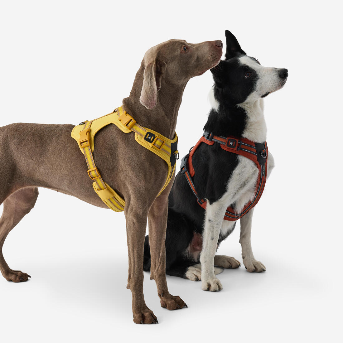 Harnais chien outdoor 500