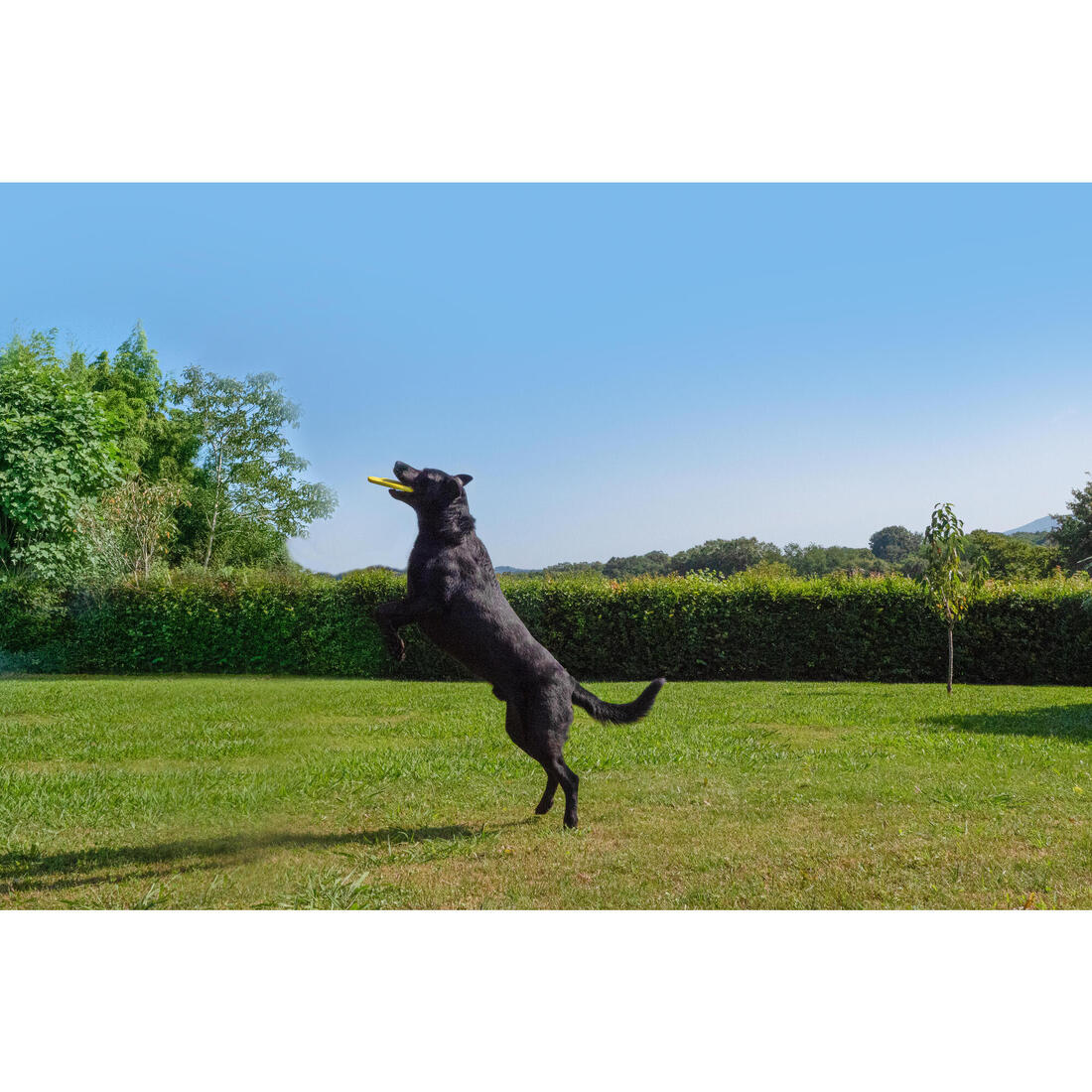 Frisbee pour chien jaune