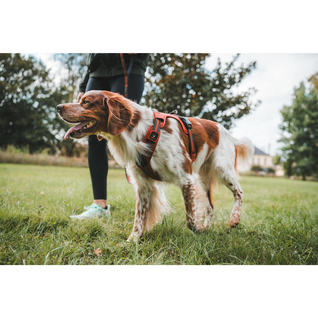 Harnais chien outdoor 500