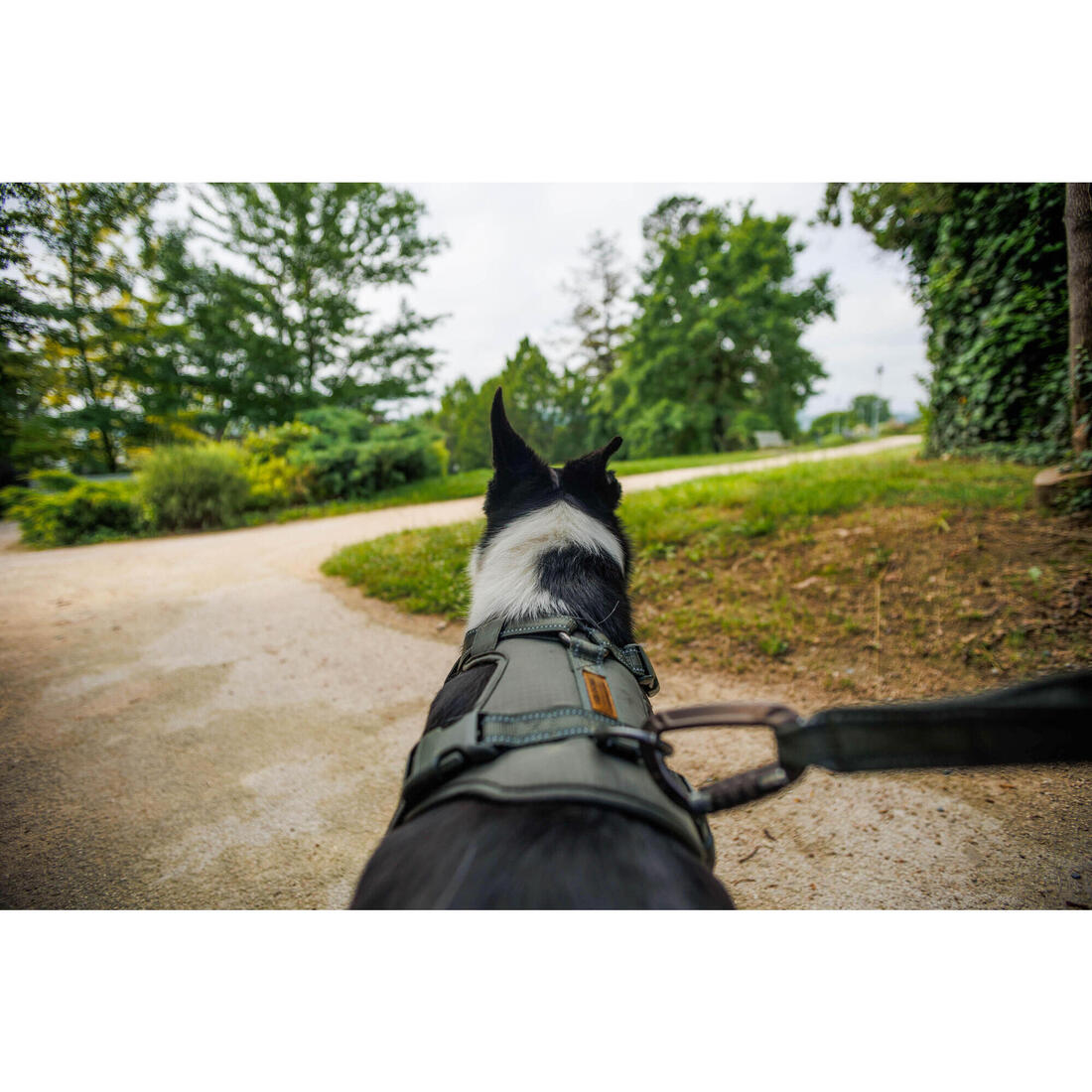 Harnais chien outdoor 500
